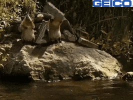 River Chuck GIF by GEICO