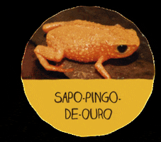Os menores bichos do Brasil GIF
