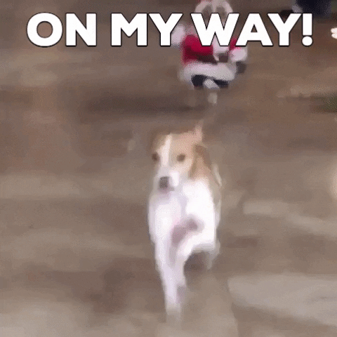 Video gif. Dog wearing a full Santa Claus suit runs toward us with a look of confusion, costumed arms flailing out to the side. Text, "On My Way!"
