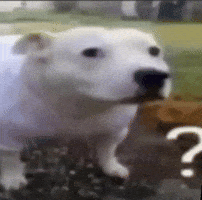 Confused Dog GIF