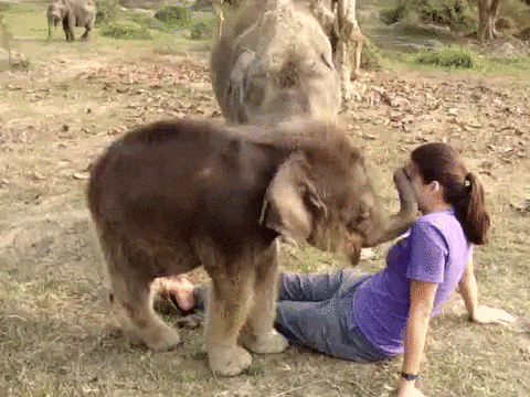 baby animals nose GIF