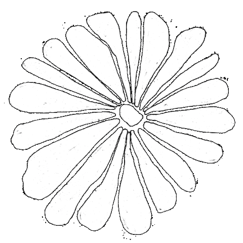 Flower Star Sticker