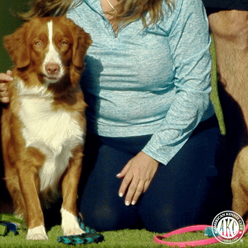 Line Up Dogs GIF by American Kennel Club