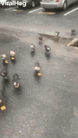 Hungry Ducks Hang Around For Food GIF by ViralHog