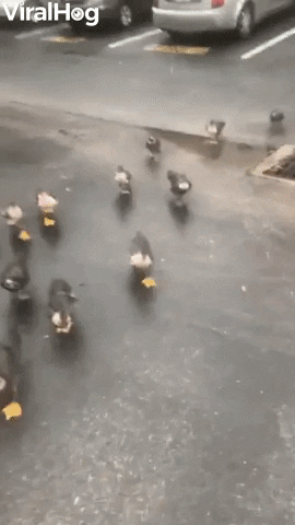 Hungry Ducks Hang Around For Food GIF by ViralHog