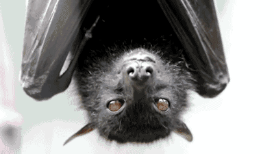 Image result for animated gif bats flying