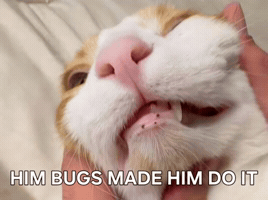 Cat Meme GIF