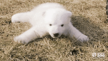 stanley found a little polar bear cub, stanley thinks he should take care of it