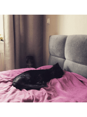 dogloverspl GIF
