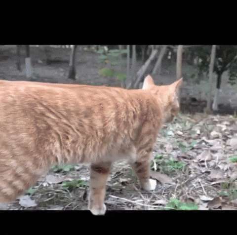 Jhfdhh566 GIF