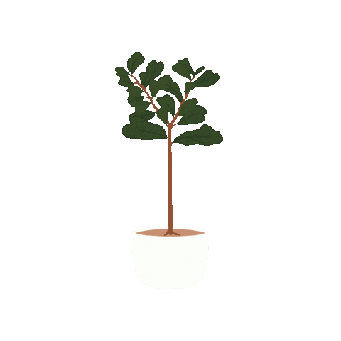 Fiddle Leaf Fig Plant Sticker for iOS & Android | GIPHY