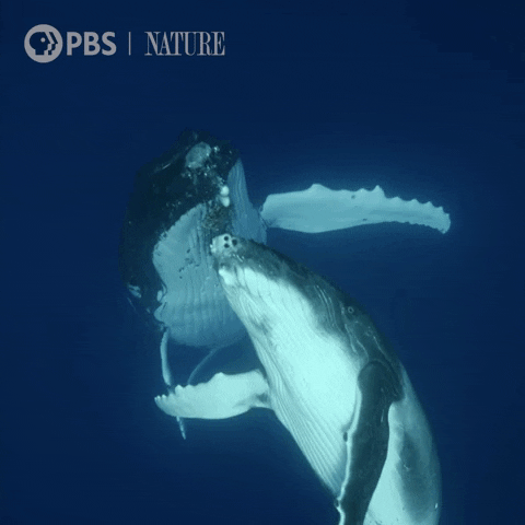 Humpback Whale Love GIF by Nature on PBS