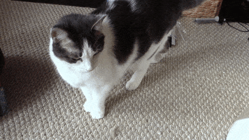 susanwatson  GIF