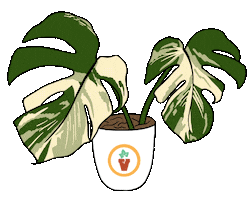 Plant Monstera Sticker by IvyMay & Co.