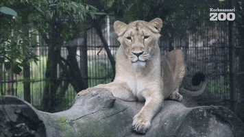 Asiatic Lion GIF by Korkeasaari Zoo