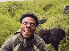 Gorilla GIF