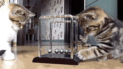 cats!