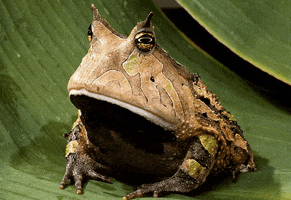 toad hypno GIF