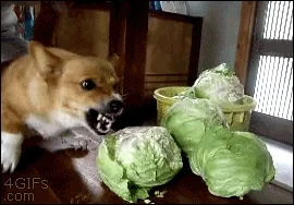 lettuce GIF
