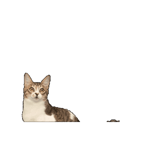 25Cats Sticker by Gray Hat Films