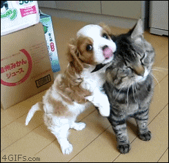 Cats or Dogs?