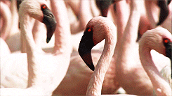 bbc africa flamingo GIF