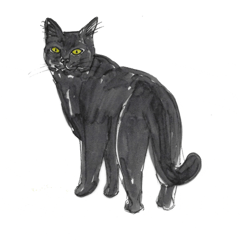 Black Cat Hello GIF by katdrawsit