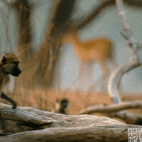 tired planet earth GIF by BBC America