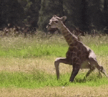 Leg Day GIF by memecandy