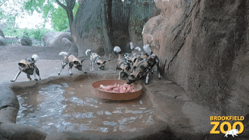 Hungry Fun GIF by Brookfield Zoo