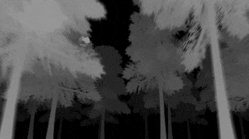 Infinite Loop Woods GIF by CmdrKitten