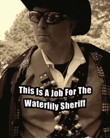 Water Lily Sheriff GIF
