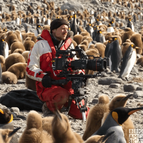 Penguin Wow GIF by BBC America