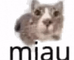 Cat Adobe Glass Breaking Meme GIF