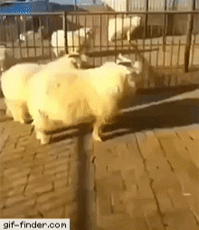 Sheep GIF