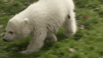 ours blanc aww GIF by BFMTV