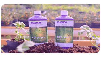 Bio Grow GIF by Plagron