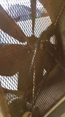 New Orleans GIF