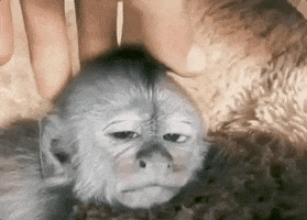 Monkey GIF