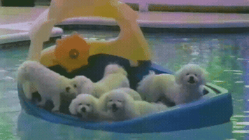 megscanlon #puppies #dogs #swimming #pool #summer GIF