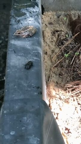 Frog Wow GIF by JustViral.Net