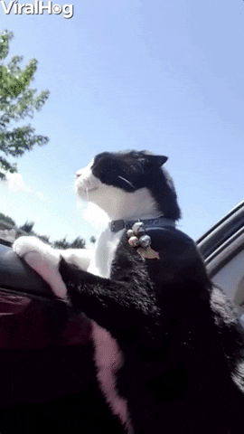 Video gif. A cat is sticking its head out the window and they sneeze slightly as the breeze tickles their nose.
