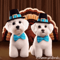 Dogs Thanksgiving GIF by HammyandBrody
