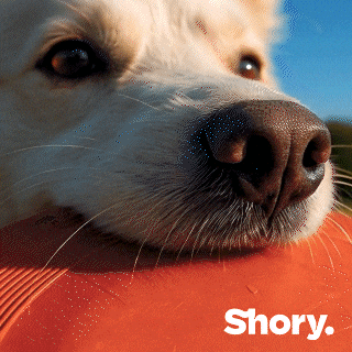 Frisbee Petinsurance GIF by getShory