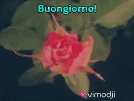 Video gif. Time lapse of a red rose slowly opening up to a full bloom. Text, "Buon giorno!'