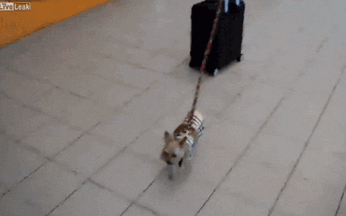 traveling r and r GIF