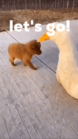 200.gif?cid=fc005b08b69ee6df411129fe85ae4cf406bcf6272e54dbeb&rid=200.gif&ct=g