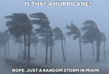  rain miami florida tuesday trees GIF