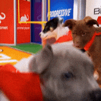 Dog GIF by Puppy Bowl
