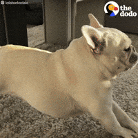 Dog GIF by The Dodo